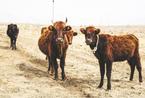 Uzbekistan photo PARIS REINFORCE CAC