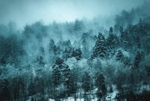 Russia forest mitigation stakeholder workshop